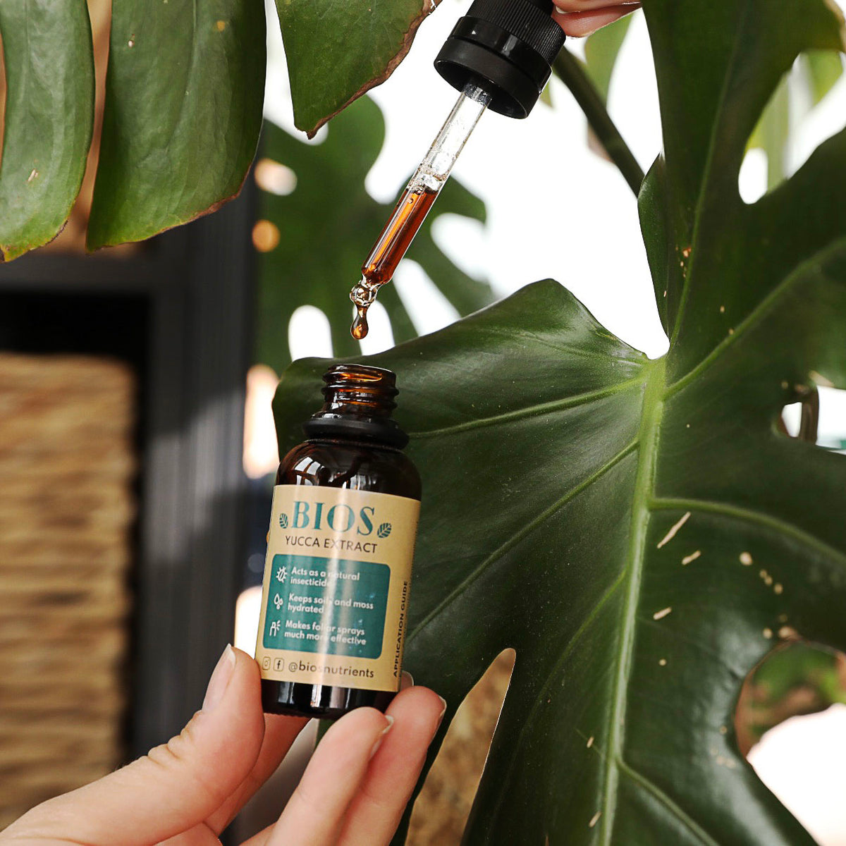 Extract yucca Extract yucca