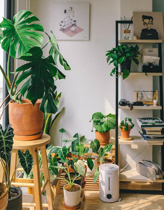 Using Diatomaceous Earth; Your best friend when bringing houseplants inside for the winter