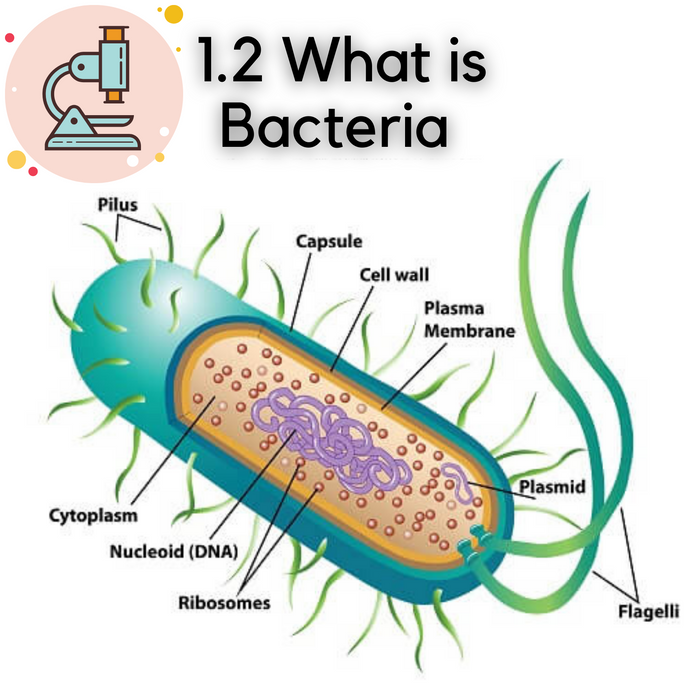 1.2 What Is Bacteria?