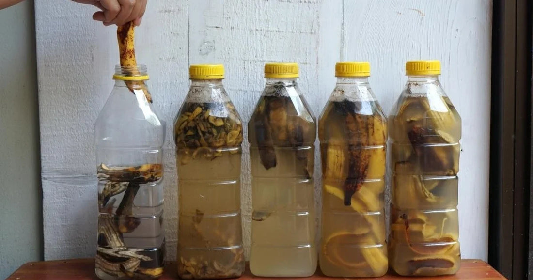 Chopped banana peels fermenting in sealed plastic jars of water near a windowsill