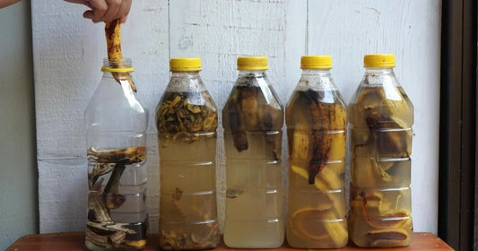 Chopped banana peels fermenting in sealed plastic jars of water near a windowsill