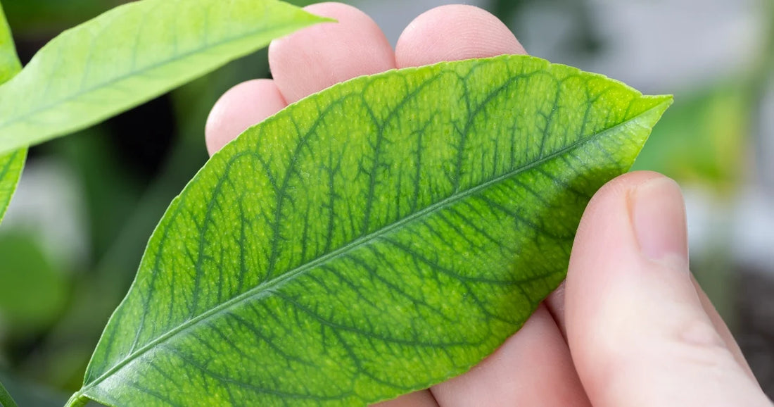 Houseplant leaf showing interveinal chlorosis, with yellowing between green veins indicating magnesium deficiency