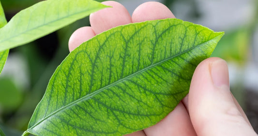 Houseplant leaf showing interveinal chlorosis, with yellowing between green veins indicating magnesium deficiency