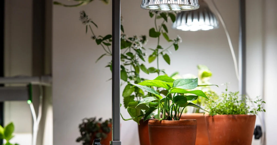 Full-spectrum white LED grow light over a shelf of healthy green houseplants indoors