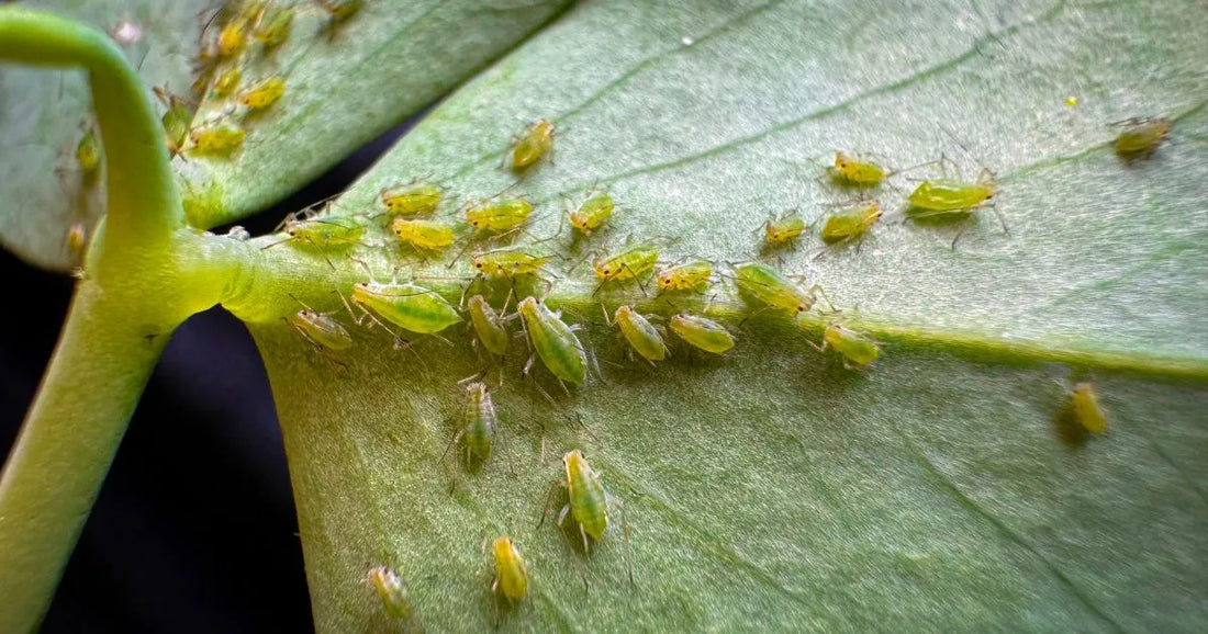 A cluster of green aphids on the new growth of a houseplant