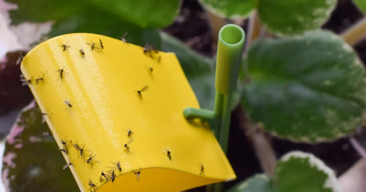Adult fungus gnat on the damp soil surface of a houseplant pot, with a yellow sticky trap nearby