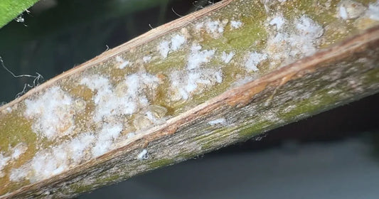 White cottony mealybugs clustered in the leaf joints of a houseplant
