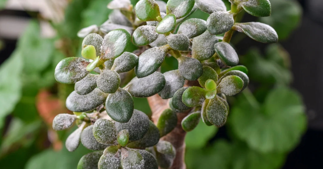 White powdery mildew coating a green houseplant leaf