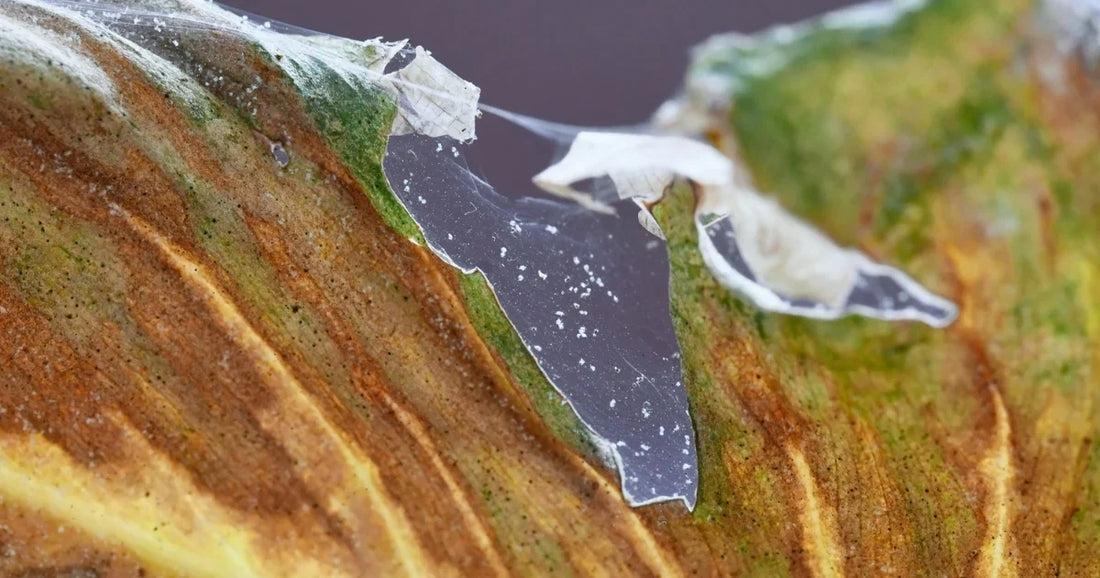 Fine spider mite webbing spanning the leaves and stem of a houseplant, with pale stippling visible on the foliage
