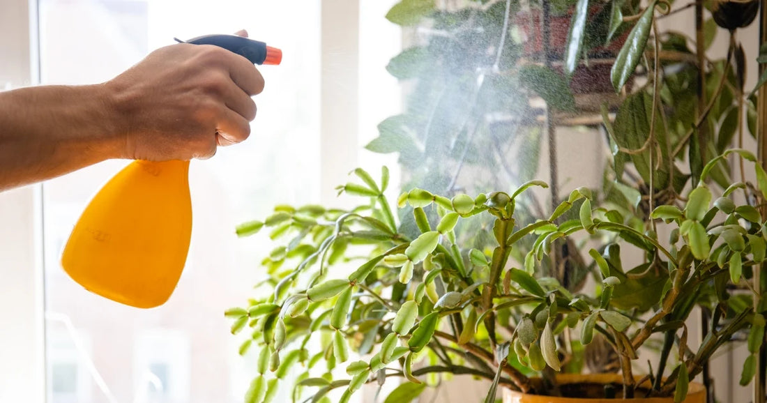 spraying a christmas cactus with a homemade pesticide spray