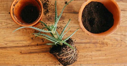 Repotting a houseplant into a slightly larger pot with fresh soil, keeping the root ball intact