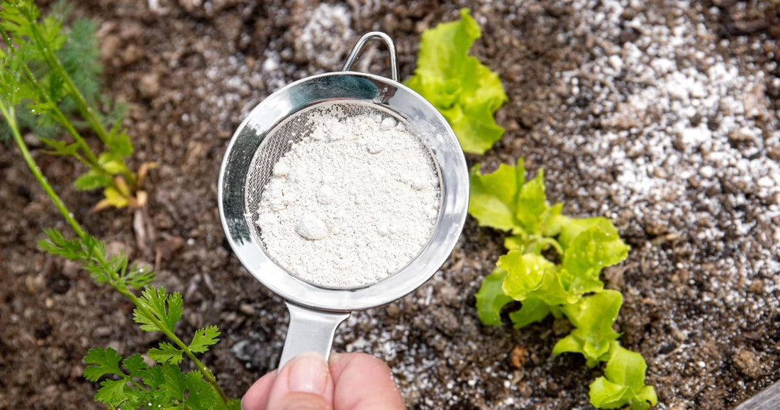 diatomaceous earth being applied to soil outdoors in the garden to prevent pests from attacking plants