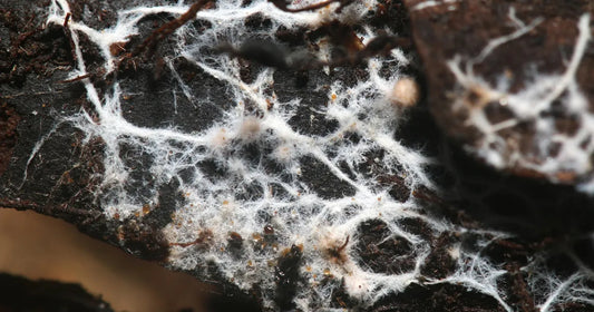 White mycorrhizal fungi threads visible in soil beneath decaying leaf litter