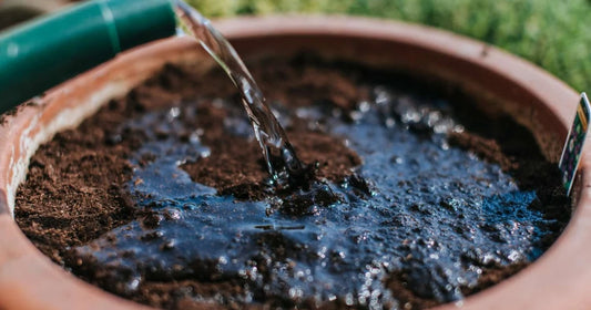 Overwatering houseplant soil that causes root rot