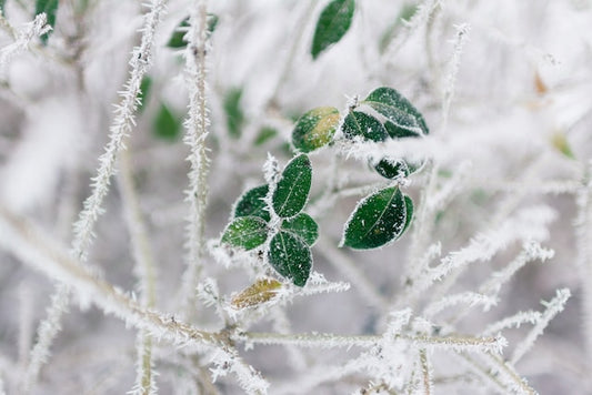 Best practises for fertilizing plants in the winter