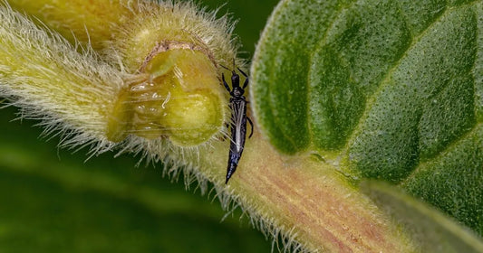 Close-up of thrip damage on a houseplant leaf showing silvery streaking and small black frass specks