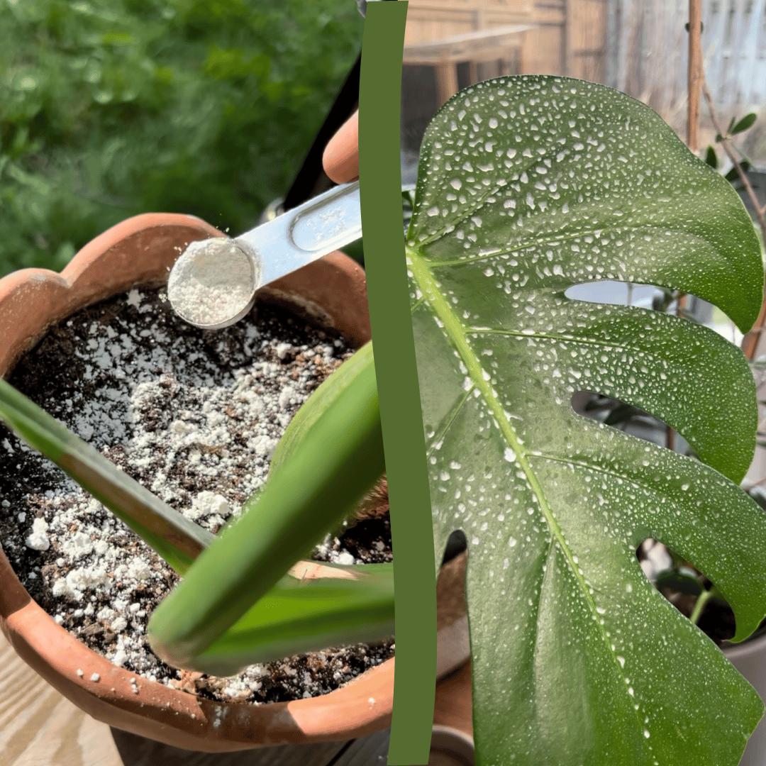 Diatomaceous Earth on soil and leaves of houseplants in Ontario, Canada