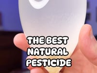 Diatomaceous Earth - Ultimate Pesticide 🦟