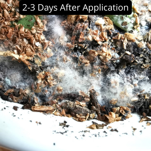 All Natural Plant Fertilizer - Never burn plants again 🔥